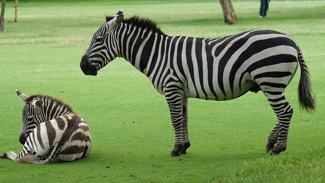 Male Zebra with its foal - Naivasha - Kenya