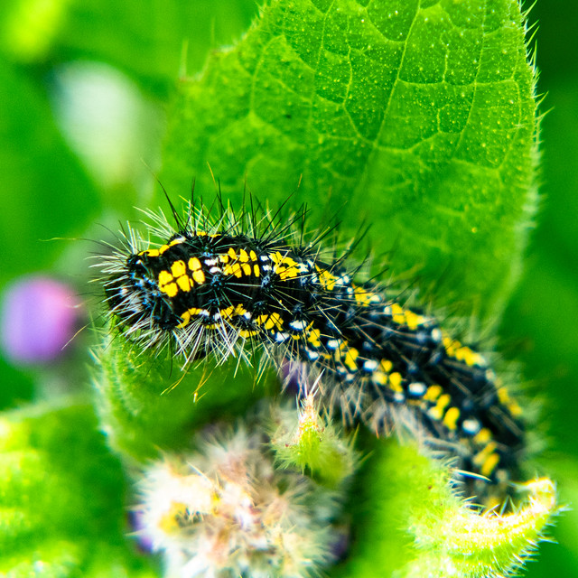 Growing fast: scarlet tiger moth caterpillar