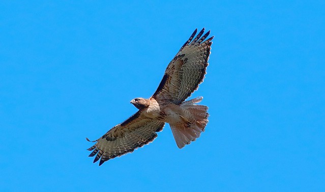_87A4208 Red-tailed Hawk in flight