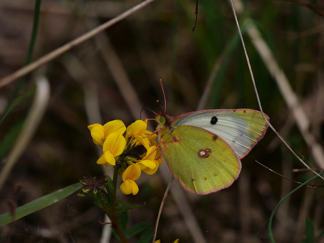 Goldene Acht / Weißklee-Gelbling; Hufeisenklee-Gelbling . Colias hyale  (Linnaeus 1758); Colias alfacariensis (Ribbe 1905) . Soufré; Fluoré . Pale clouded yellow; Berger's clouded yellow