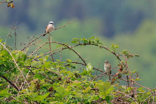 A red-backed shrike couple taking a rest on a blackberry bush