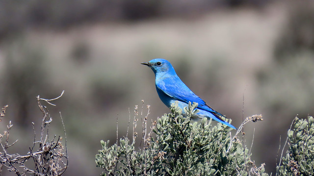 Pretty Mountain Bluebird