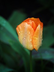 Tulip on a Rainy Day