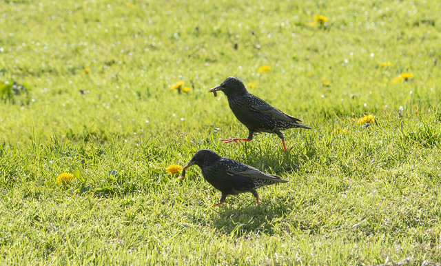 A pair of Starlings collcting food for their chicks