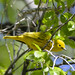 female_hepatic_tanager-20240502-100