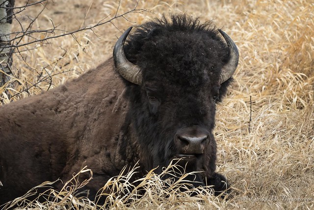 Plains Bison - Bull