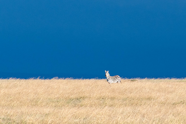 Solitary zebra. Kenya