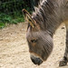 Hausesel (Equus asinus asinus)