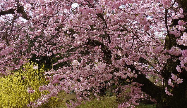 Germany, Leonberg, Kirschblüten, edes Jahr eine Pracht, 21905