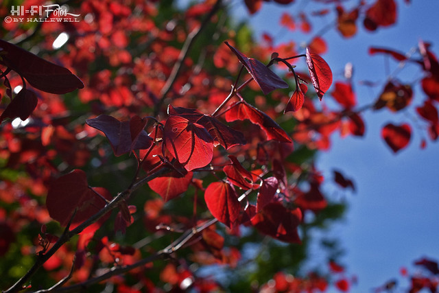 Leaves of Red