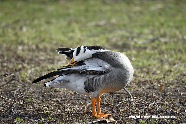 Answer Indicus (Bar-headed goose)  -  (Published by GETTY IMAGES)