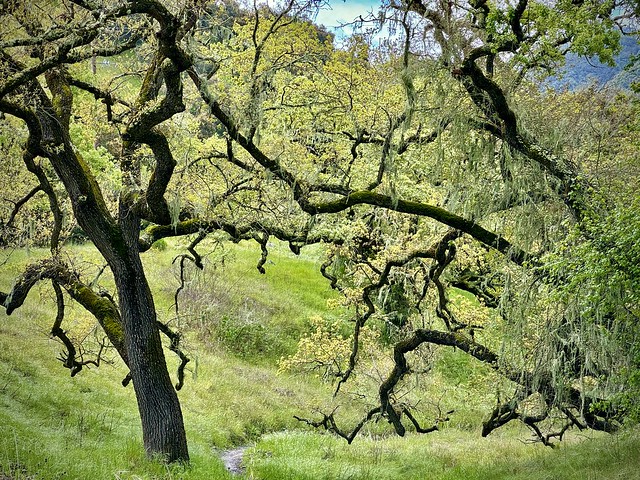 Live oaks