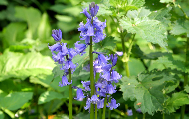 Blue Bells/Wilde hyacint