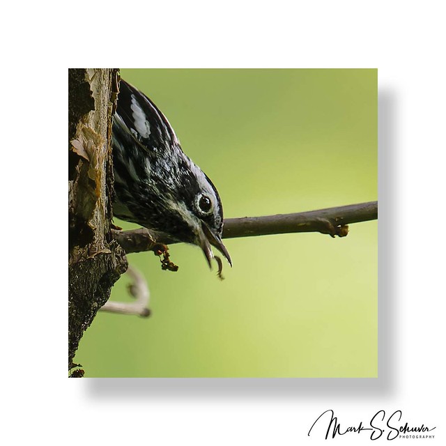 Black-and white Warbler with Snack at Tower Grove Park Gaddy Garden 05-02-24