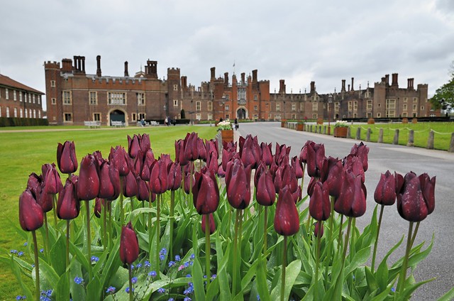 Hampton Court Palace - Tulip Festival