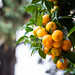 Andalucian oranges