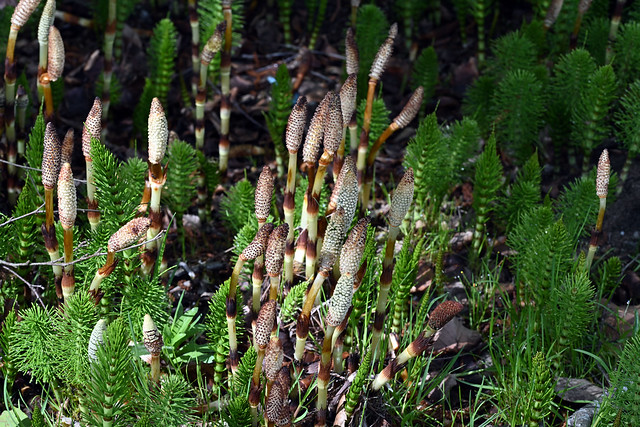 Horsetail, new growth