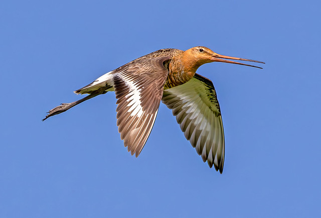 The black-tailed godwit in flight