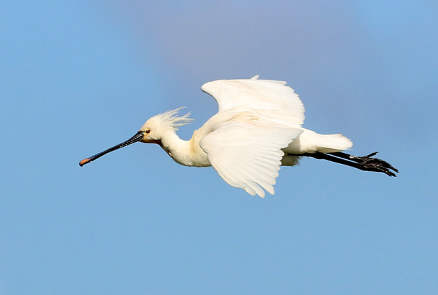 Spoonbill Incoming