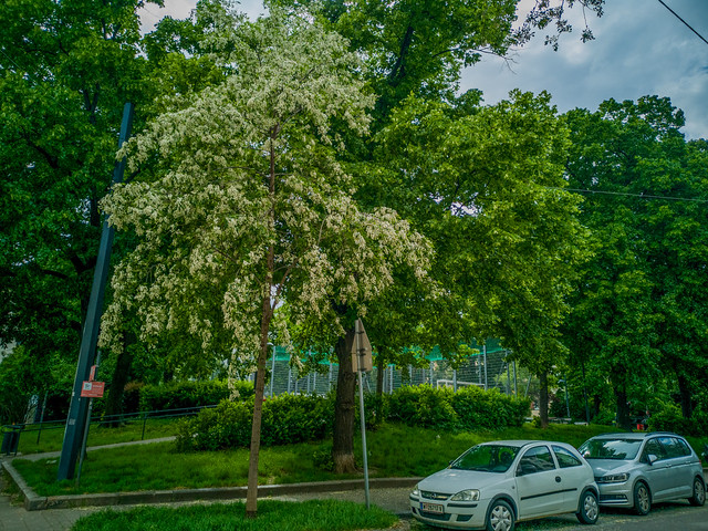 Fresh green sight on the street in springtime.
