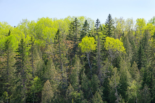 Forêt au printemps au barrage la pulperie à Rimouski