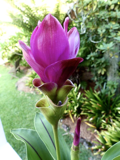 834. Curcuma ginger plant and flower. It is also known as Siam tulip