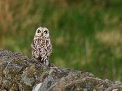 Short eared owl on the way home tonight