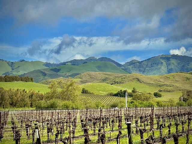 Vineyard near San Luis Obispo