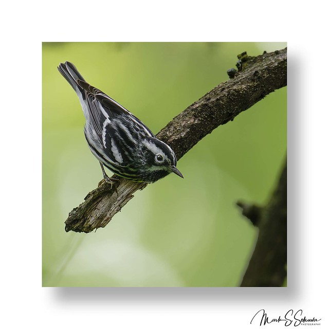 Black-and white Warbler at Tower Grove Park Gaddy Garden 05-02-24 - No 1