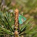Grüner Zipfelfalter (Callophrys rubi) (2)