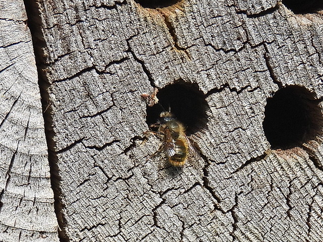 my Bee Htl 2.4.24