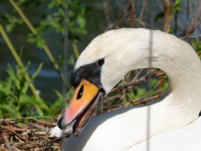 Mute Swan / Höckerschwan