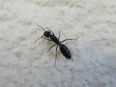 Riesen-Ameise? 15-16 mm