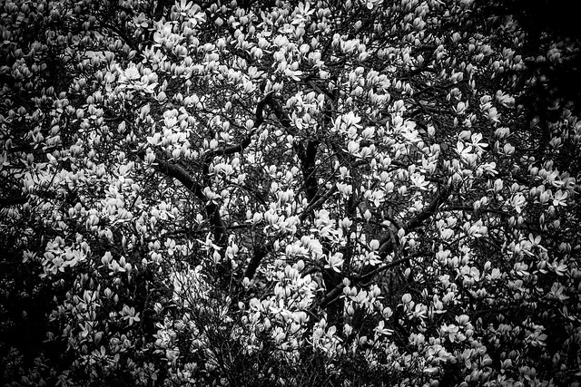Spring Blossoms - 36/100x
