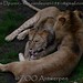 			<p><a href="https://www.flickr.com/people/tom_van_deuren/">MrTDiddy</a> posted a photo:</p>
	
<p><a href="https://www.flickr.com/photos/tom_van_deuren/53694301569/" title="Afrikaanse leeuw - Panthera leo leo - African Lion"><img src="https://live.staticflickr.com/65535/53694301569_055c5e12c4_m.jpg" width="240" height="160" alt="Afrikaanse leeuw - Panthera leo leo - African Lion" /></a></p>

<p>@ ZOO Antwerpen</p>
