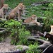 			<p><a href="https://www.flickr.com/people/tom_van_deuren/">MrTDiddy</a> posted a photo:</p>
	
<p><a href="https://www.flickr.com/photos/tom_van_deuren/53694303669/" title="Afrikaanse leeuw - Panthera leo leo - African Lion"><img src="https://live.staticflickr.com/65535/53694303669_13ae251398_m.jpg" width="240" height="160" alt="Afrikaanse leeuw - Panthera leo leo - African Lion" /></a></p>

<p>@ ZOO Antwerpen</p>
