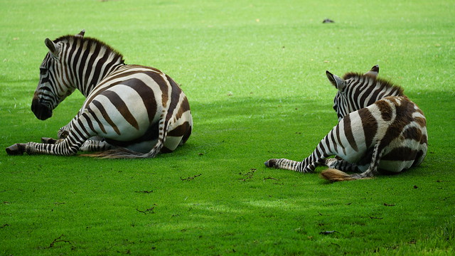 Female Zebra resting with its foal - Naivasha - Kenya