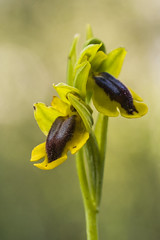 Ophrys lutea  (由  emilio andrés ovejero