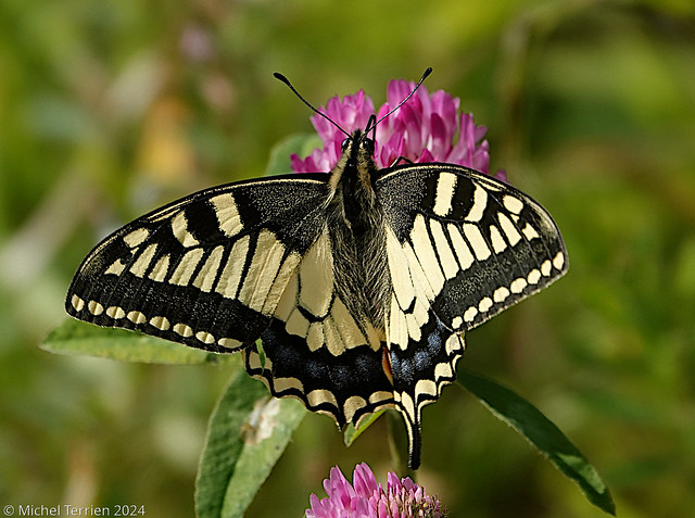 Machaon (Papilio machaon))