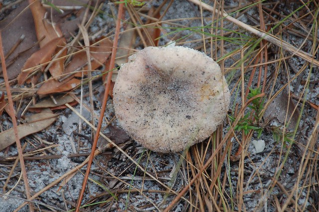 Mushroom- Florida, Martin County, Jonathan Dickinson State Park