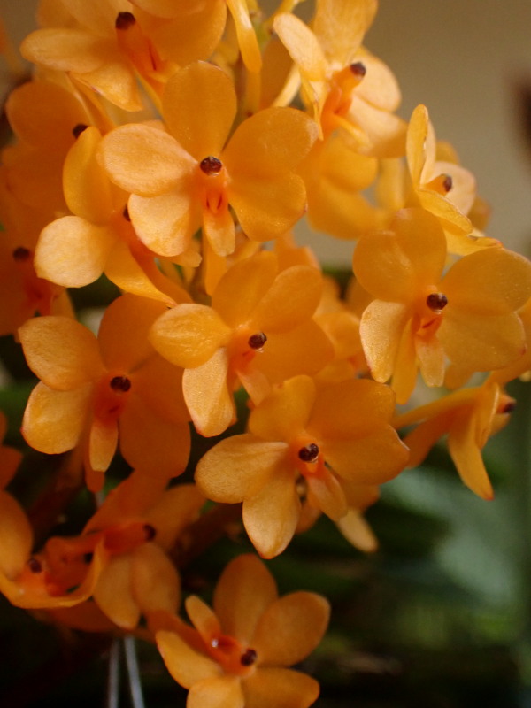 joyeux noel à tous - Les orchidées chez Cloo en 2024 - Page 8 53694433819_977807b4d5_o
