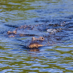 Gator Chase (1) As I was visiting Six Mile Cypress Slough on Saturday I saw a good sized gator chased across the lake by a smaller gator.  They came straight at the boardwalk I was on so I got down for a low angle.  If you look close you can see a little hitchhiker right above the gator&#039;s eye. 
