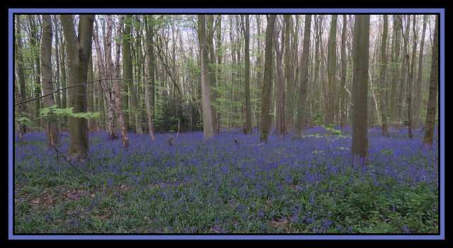 Old Spring Wood Bluebells