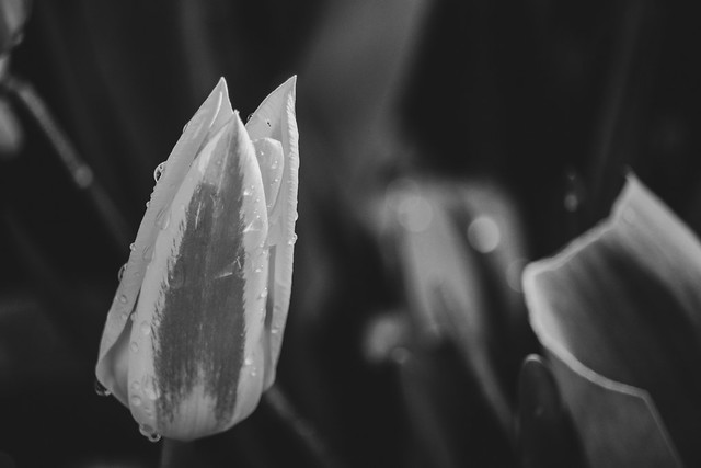 Tulip After Rain - 37/100x