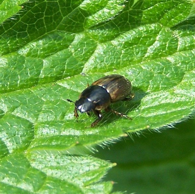 Beetle Aphodius sps.