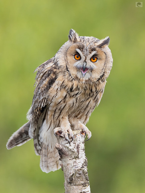 JAN_ Long eared owl