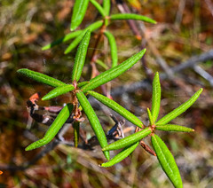 Labrador Tea (Ledum groenlandicum)