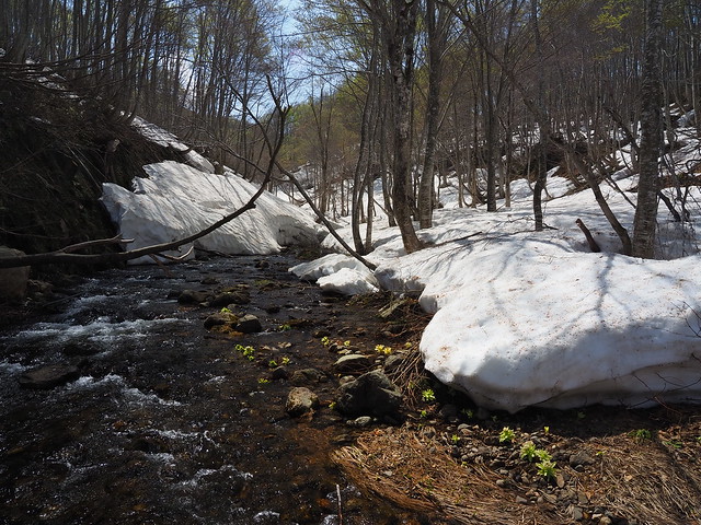 The stream from snowy mountain