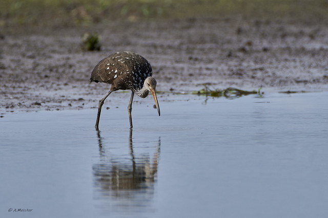 Rallenkranich - Limpkin