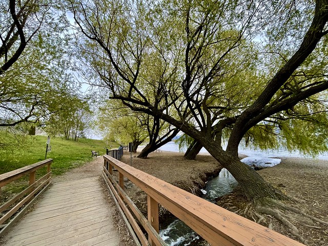 Bridge and Trees